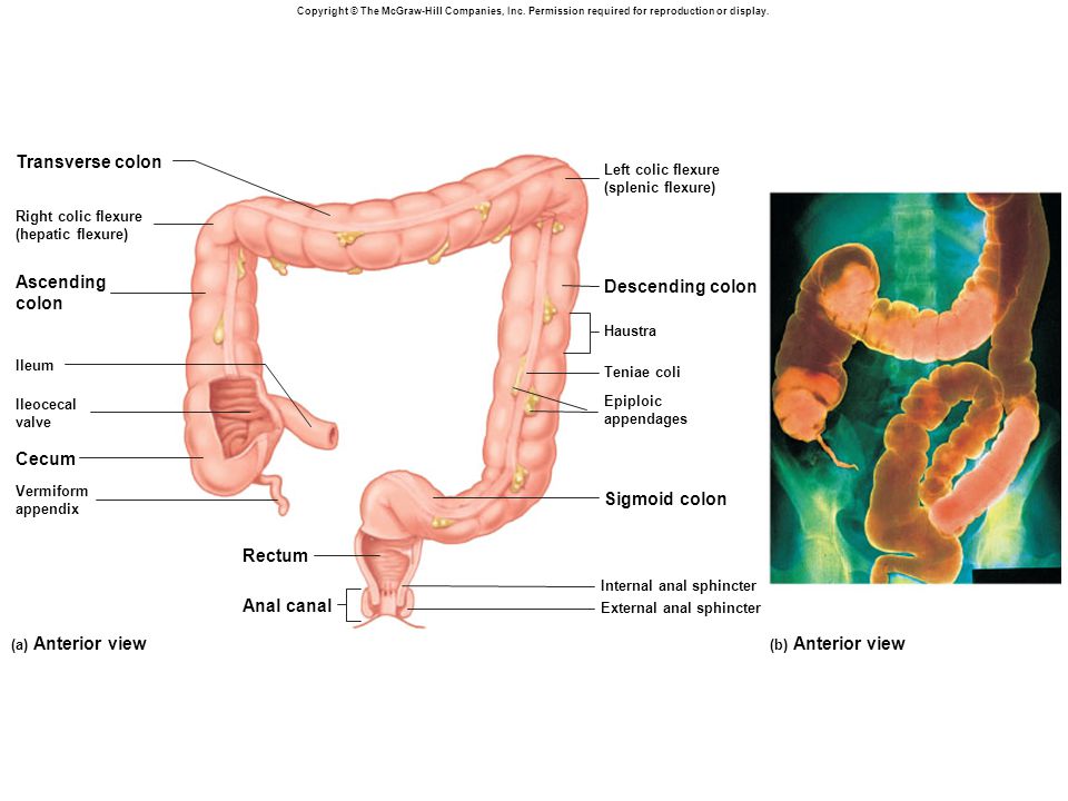 Vellositats intestinals